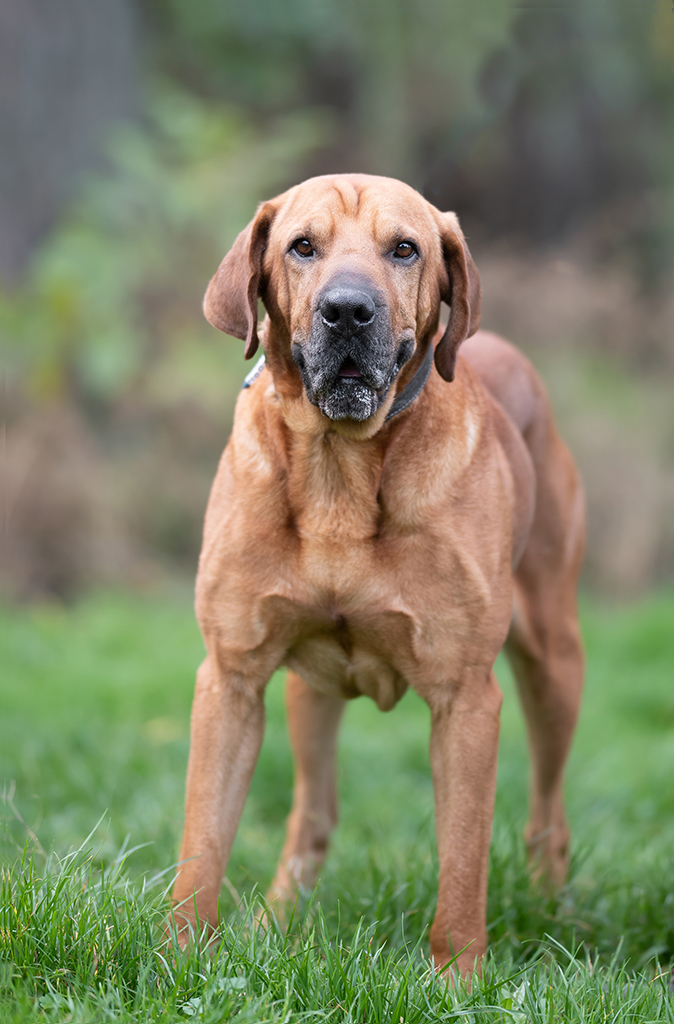 Hund Sheldon